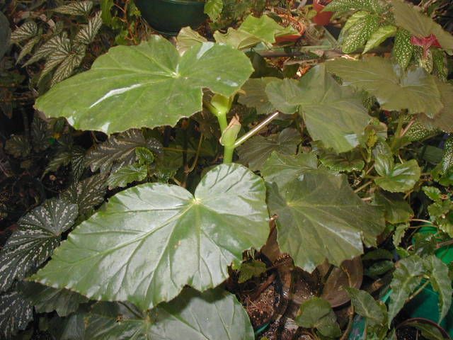 B. ‘Saigon Silk’
